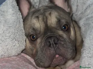 French Bulldog dogs 1 year old frenchie in Birkenhead - Advert 6