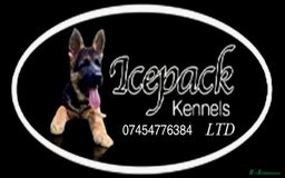 Cavalier King Charles Spaniel dogs for sale: West German German Shepherd Stud dog for sale  - Image 2