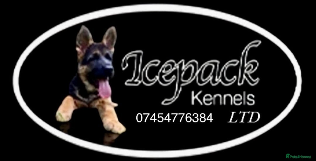 Cavalier King Charles Spaniel dogs for sale: West German German Shepherd Stud dog for sale  - Image 2