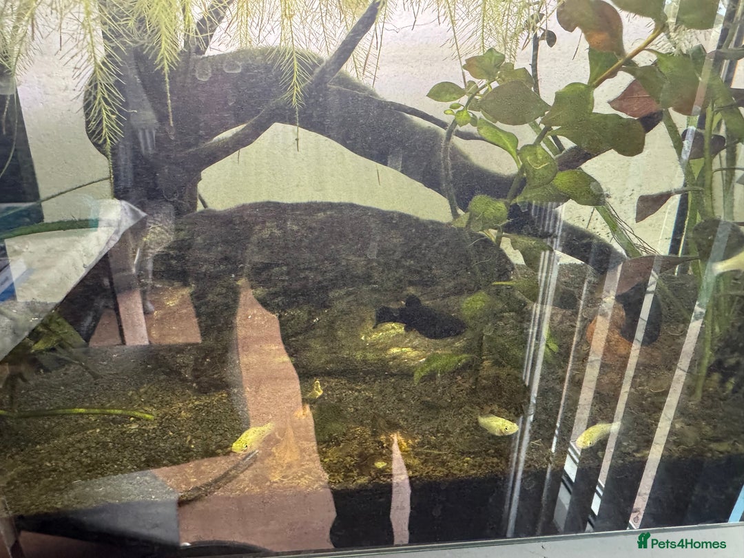 Plecos fish for sale: Baby mollies - Image 3