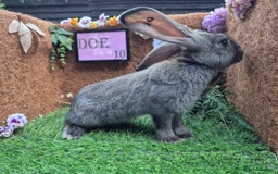 Continental Giant rabbits for sale: Pure Continental Giant Vaccinated  - Image 27