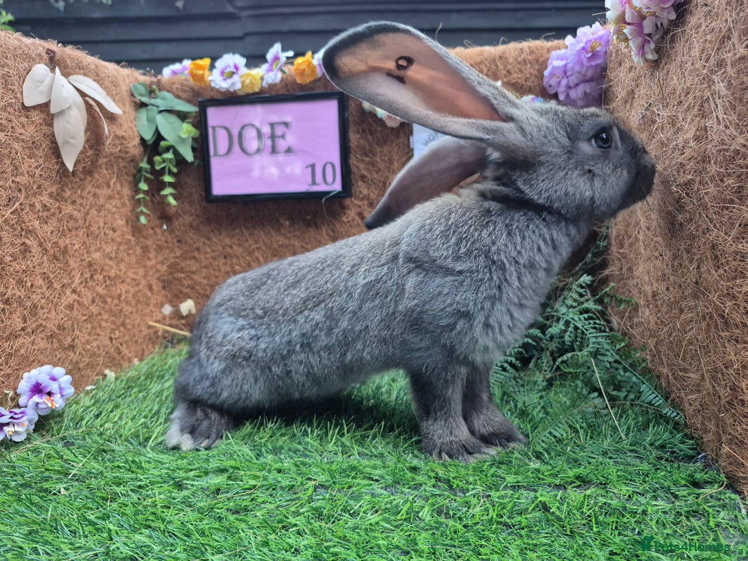 Continental Giant rabbits for sale: Pure Continental Giant Vaccinated  - Image 27