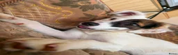 Mixed Breed dogs for adoption: Dhylis - Advert 5