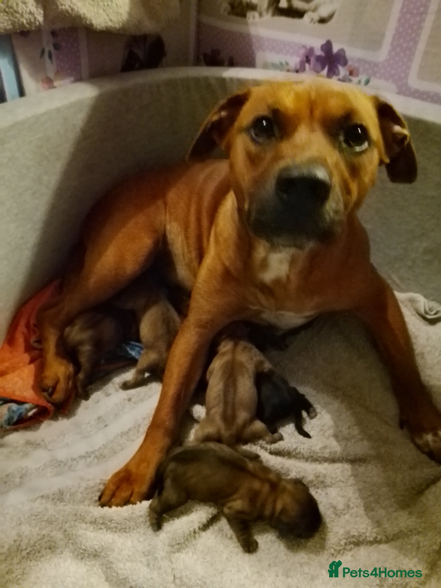 Mixed Breed dogs Puppies mixed breed  - Advert 1