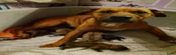 Mixed Breed dogs for sale: Puppies mixed breed  - Advert 1