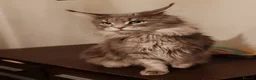 Maine Coon cats for sale: Russian bloodline Maine coon kittens in Leeds - Advert 23