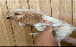 Cocker Spaniel dogs for sale: Ready now - fully health tested show cocker boy  - Image 3