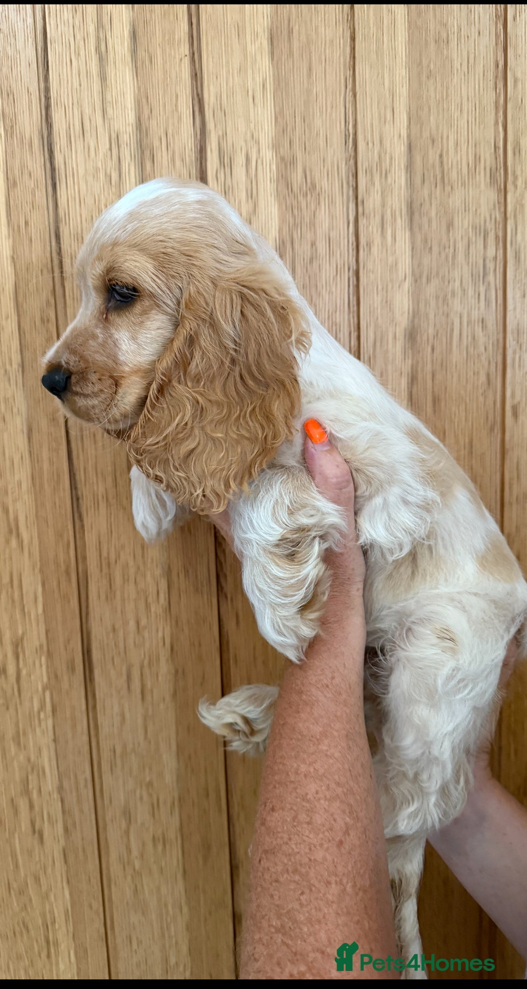 Cocker Spaniel dogs for sale: Ready now - fully health tested show cocker boy  - Image 3