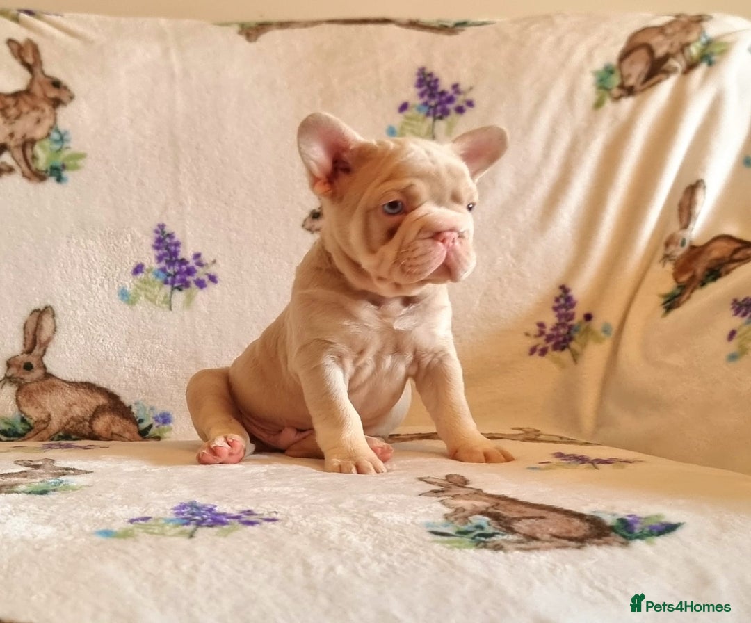 French Bulldog dogs for sale: Adorable pink and fluffy french bulldogs puppies  - Image 1