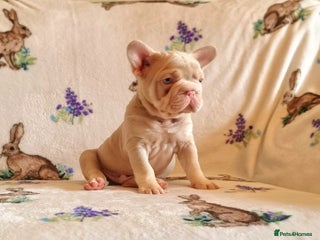 French Bulldog dogs - Advert 28