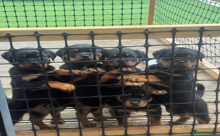 Rottweiler dogs - Advert 8