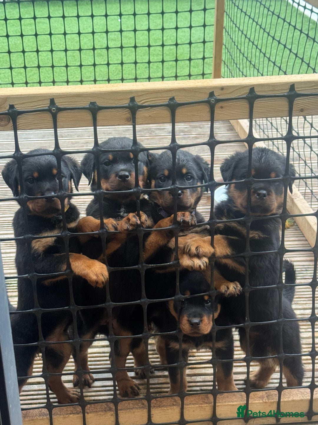 Rottweiler dogs for sale: Rottweiler chunky Puppies *READY TO LEAVE* - Image 1