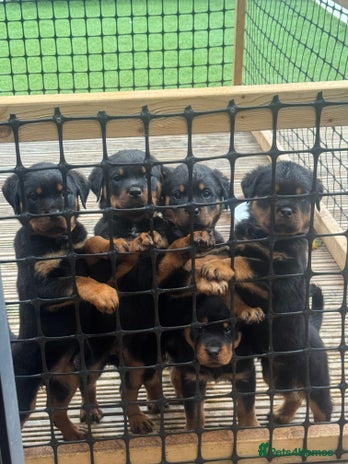 Rottweiler dogs - Advert 2