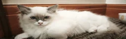 Ragdoll cats for sale: The best you can get!  - Advert 8