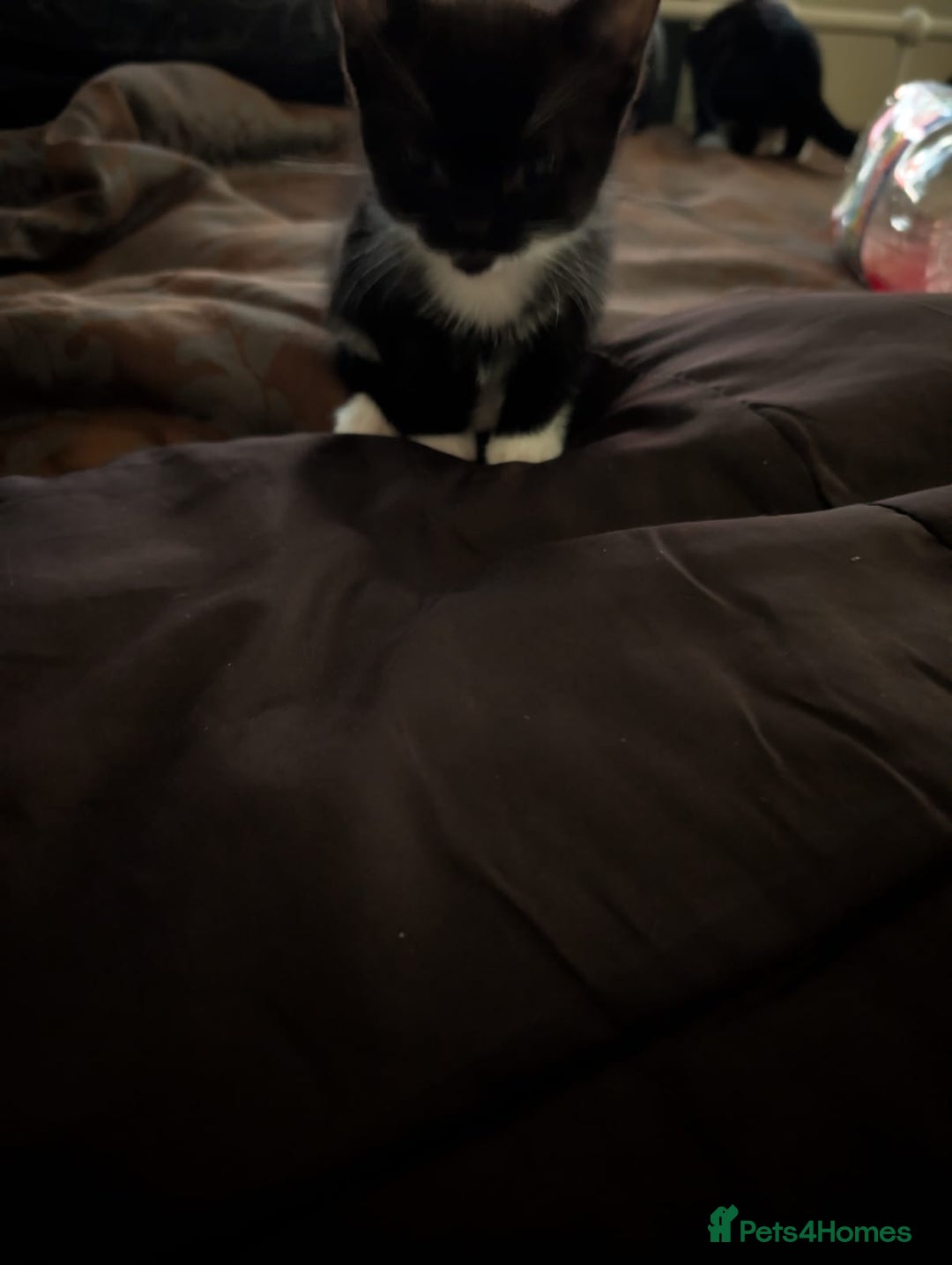 British Shorthair cats for sale: 2 male kittens ready for their new home - Advert 6