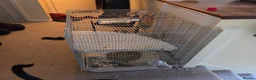 Rat rodents for sale: Female rats in York - Advert 2