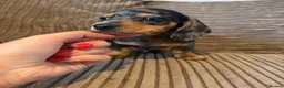 Miniature Dachshund dogs for sale: Mini dachshund males  - Advert 3