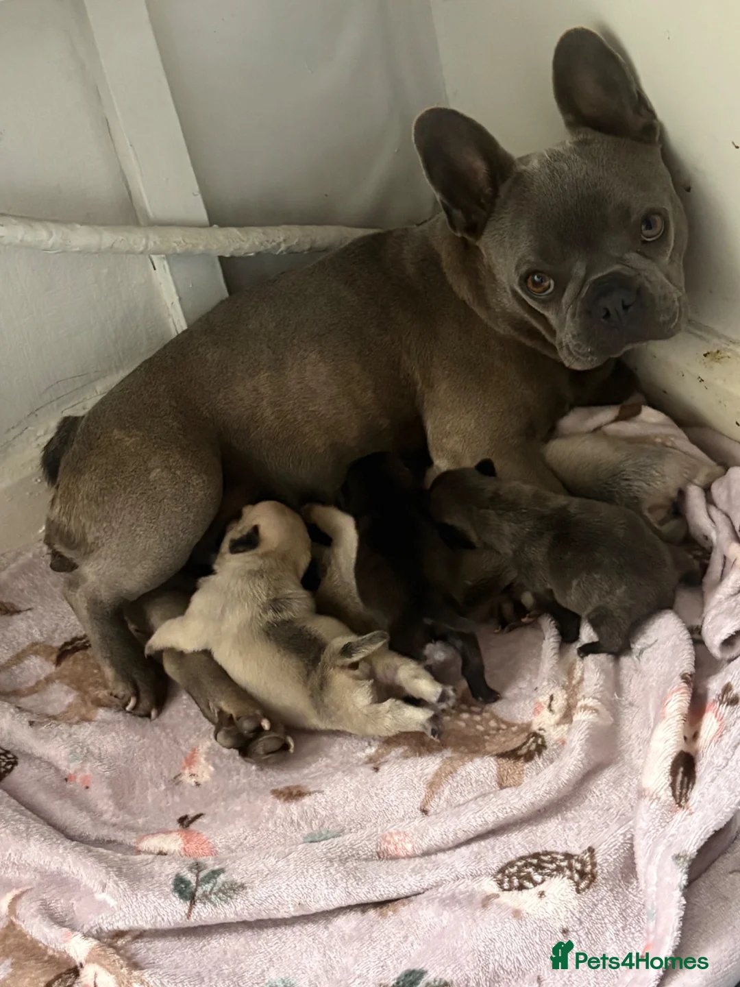 Frug dogs for sale: Last frug girl left  - Advert 1