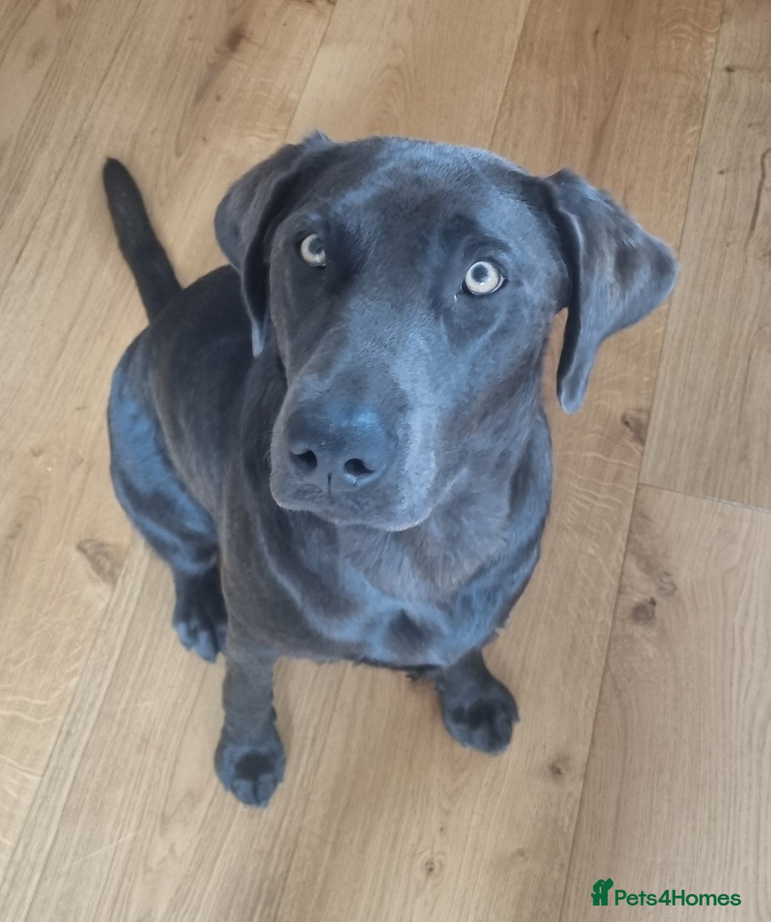 Labrador Retriever dogs for sale:  **  day Silver / Charcoal Labradors.  - Advert 2