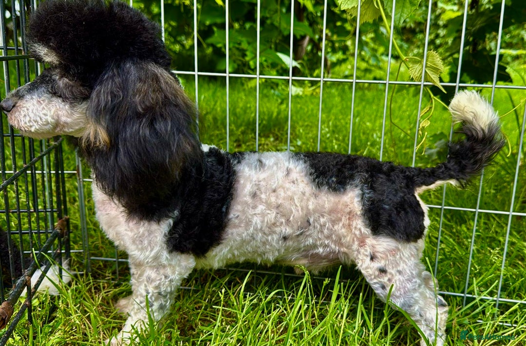 Poodle dogs for adoption: Zorro and Oreo: Two Little Souls Abandoned to Die - Image 13