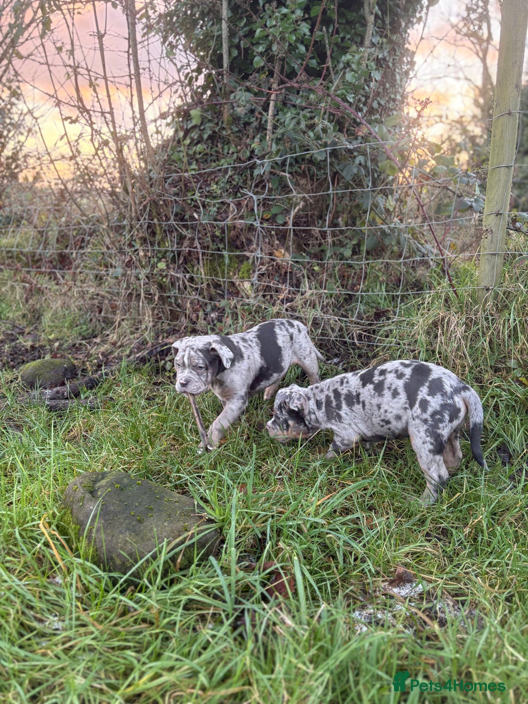Olde English Bulldogge dogs for sale: 3 male puppy Olde English Bulldogges left - Advert 15