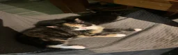 Mixed Breed cats for sale: 2 Female Kittens Available in Ipswich - Advert 8