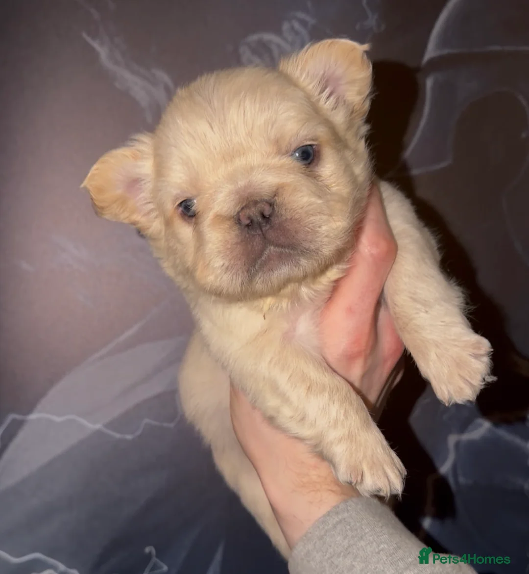 French Bulldog dogs for sale: Top quality fluffy Frenchbulldogs - Advert 7