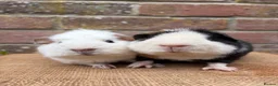 Guinea Pig rodents for sale: Handsome board  - Advert 2