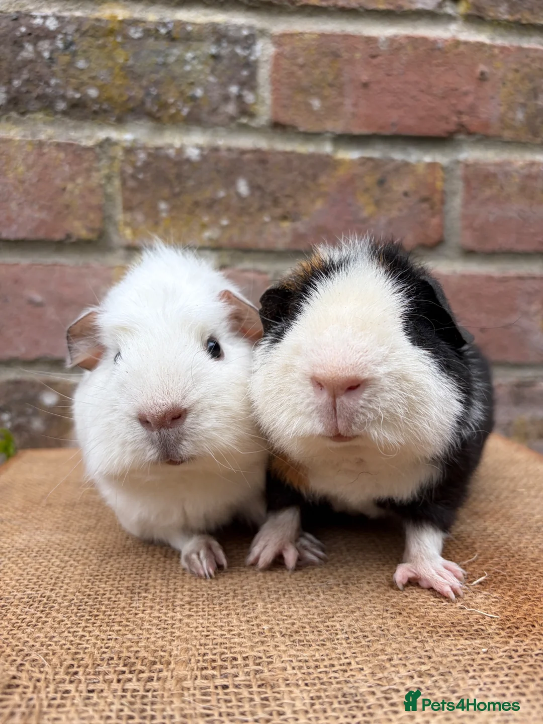 Guinea Pig rodents for sale: Handsome board  - Advert 2