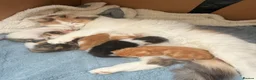 Maine Coon cats for sale: Maine coon cross kittens  - Advert 15