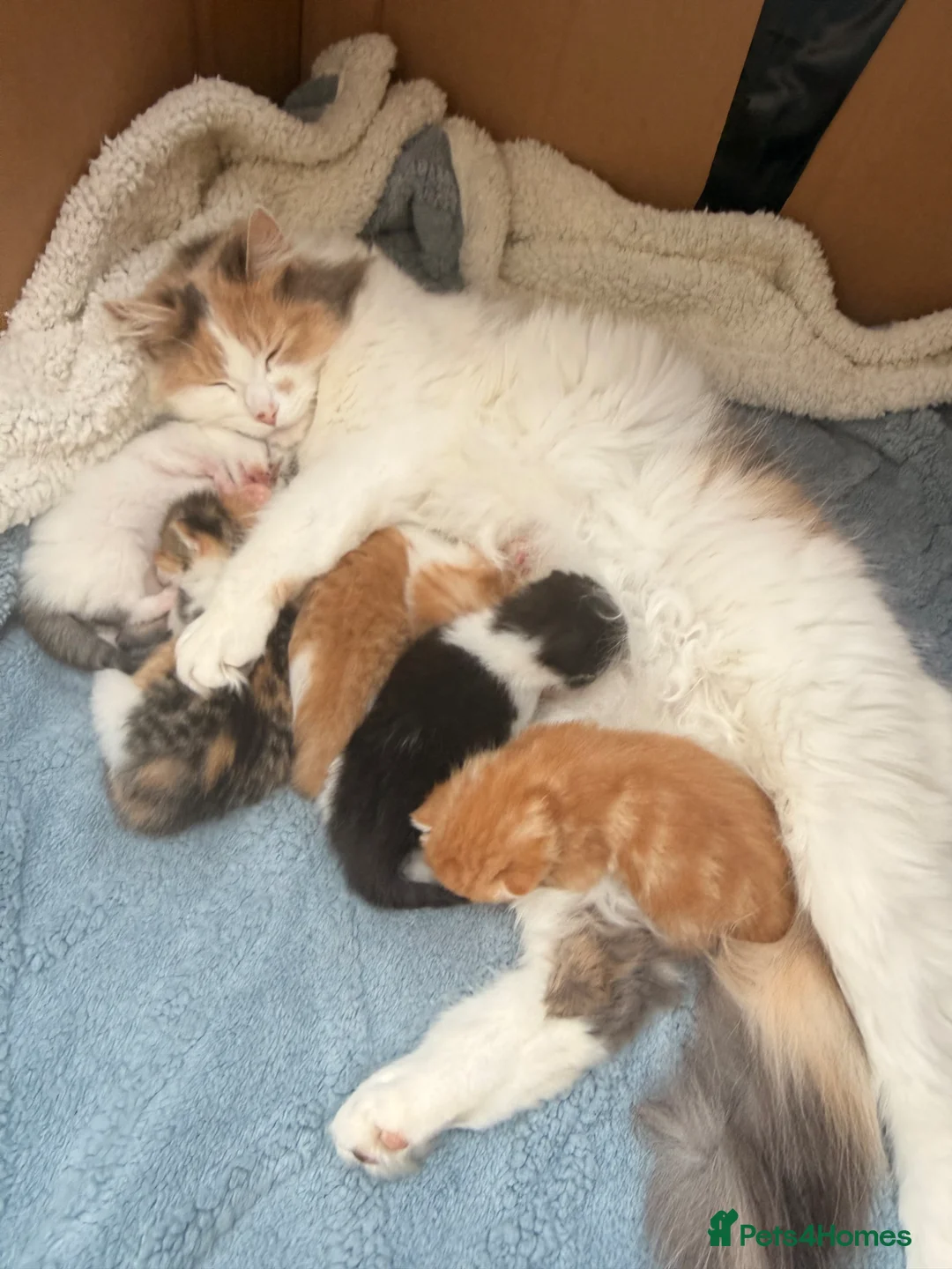 Maine Coon cats for sale: Maine coon cross kittens  - Advert 15