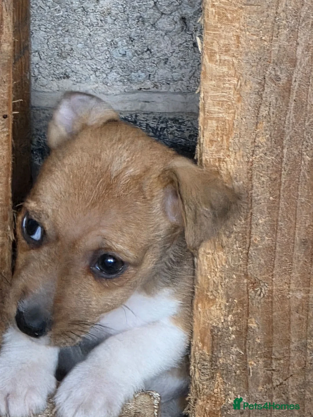 Jack Russell dogs for sale: Jack Russell Boys - Advert 2