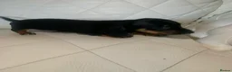 Dachshund dogs for sale: 5 dachund puppies for sale 2 boys 3 girls - Advert 5