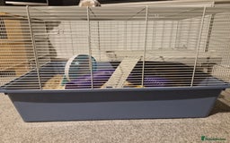 Hamster rodents for sale: Drawf hamster, female - Image 4