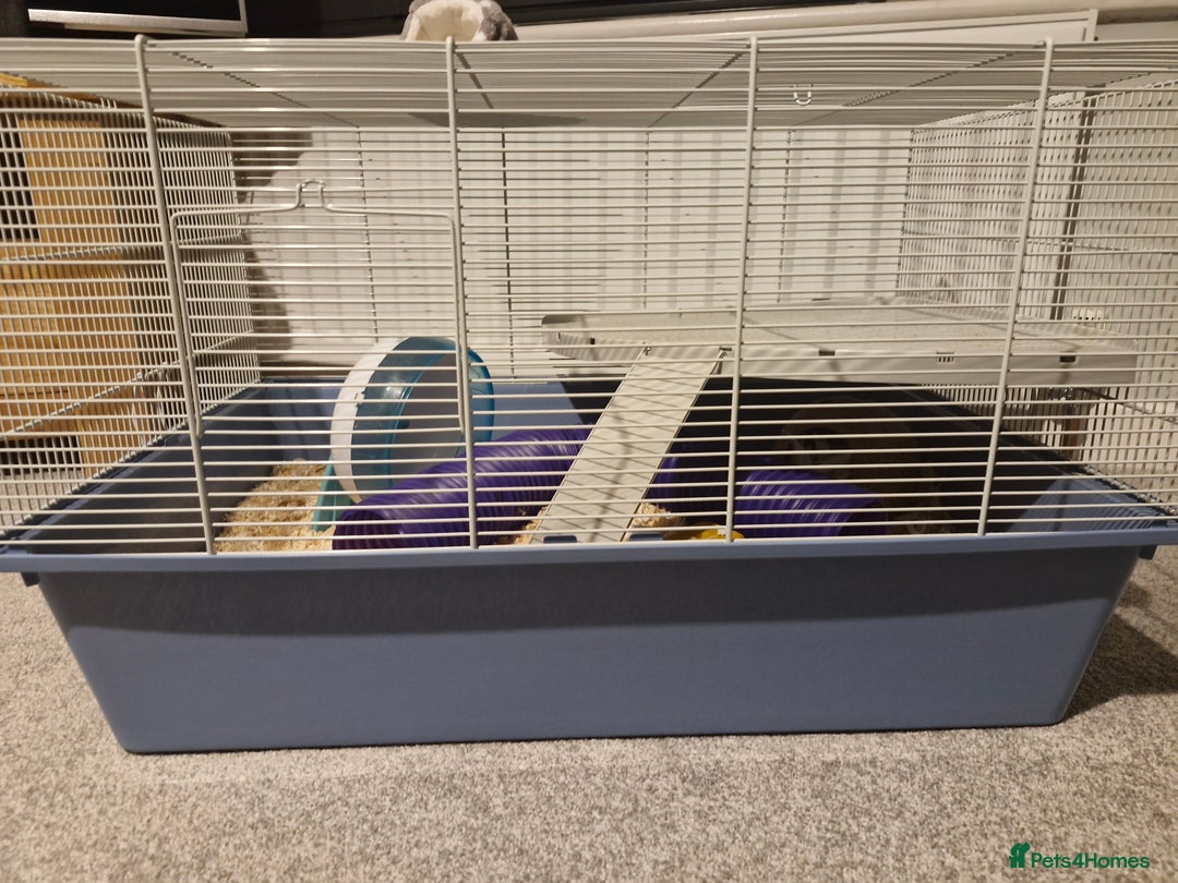 Hamster rodents for sale: Drawf hamster, female - Image 4