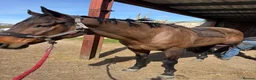 Irish Thoroughbred horses for sale: Super safe teenager dream horse  - Advert 24