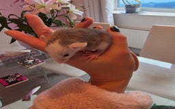 Rat rodents for sale: Baby rats - Image 2