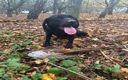 Labrador Retriever dogs for stud: Stunning KC reg, health tested Labrador for stud - Image 7