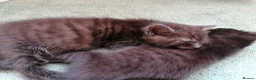 Domestic Shorthair cats for sale: 3 adorable kittens for sale  - Advert 27