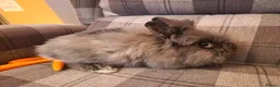 Lionhead rabbits for sale: Friendly, cute, fluffy lionhead bunnies- m and f - Advert 13