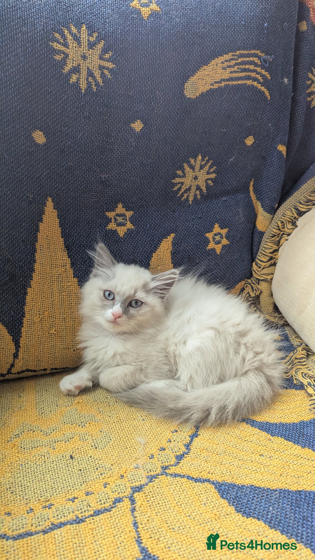 Ragdoll cats for sale: Ragdoll kitten 🌟 1 sweet girl - Image 7
