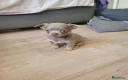 Chihuahua dogs for sale: Beautiful chihuahua puppies - Image 1