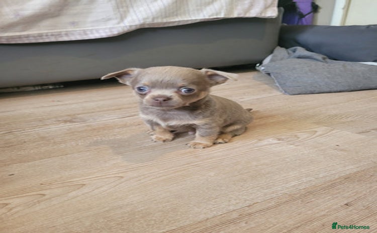 Chihuahua dogs - Advert 1