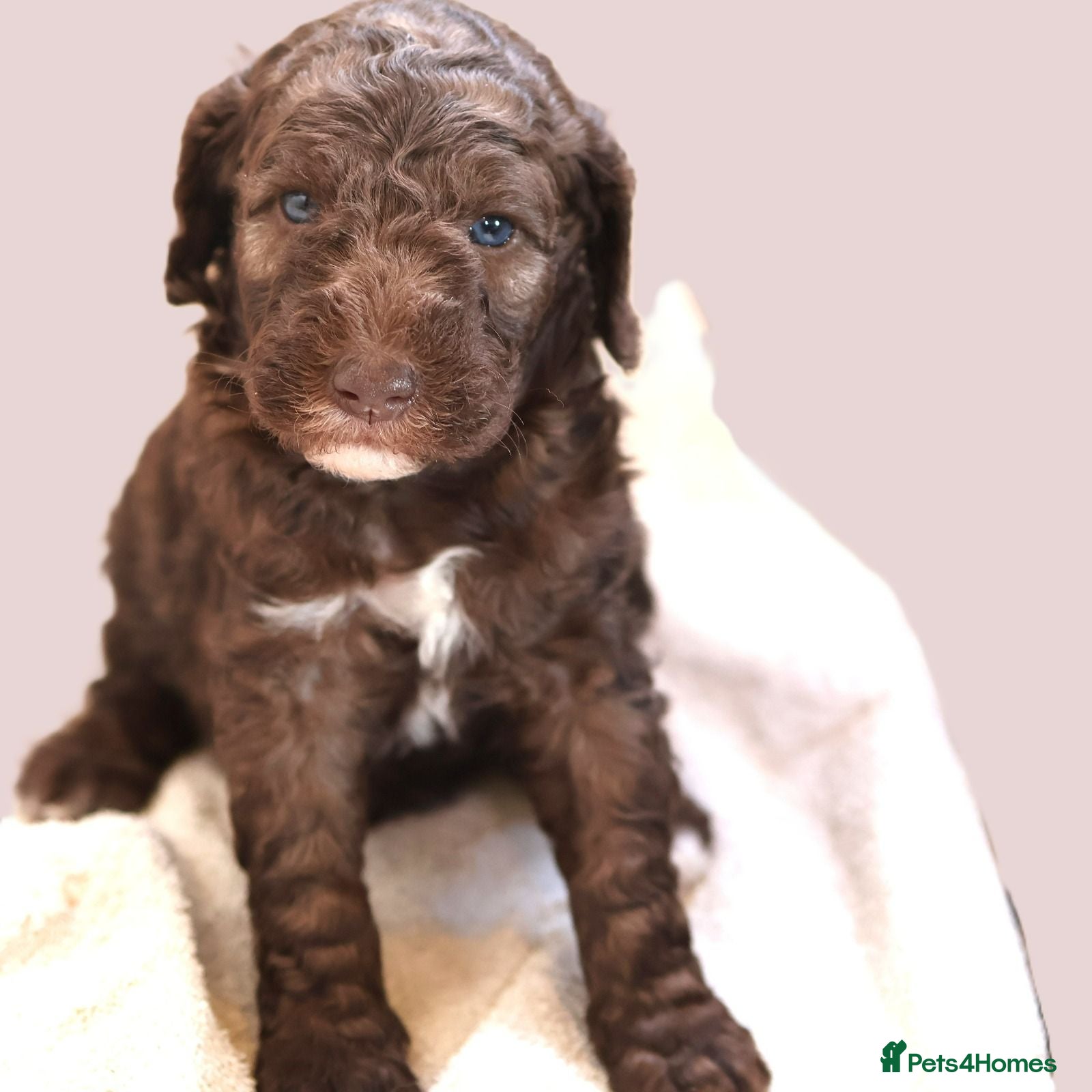 Labradoodle dogs Our Puppies Are Thriving BVA DNA screened parents  - Advert 1