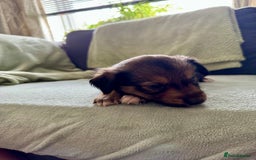 Mixed Breed dogs for sale: Sprollie x husky puppies  - Image 6