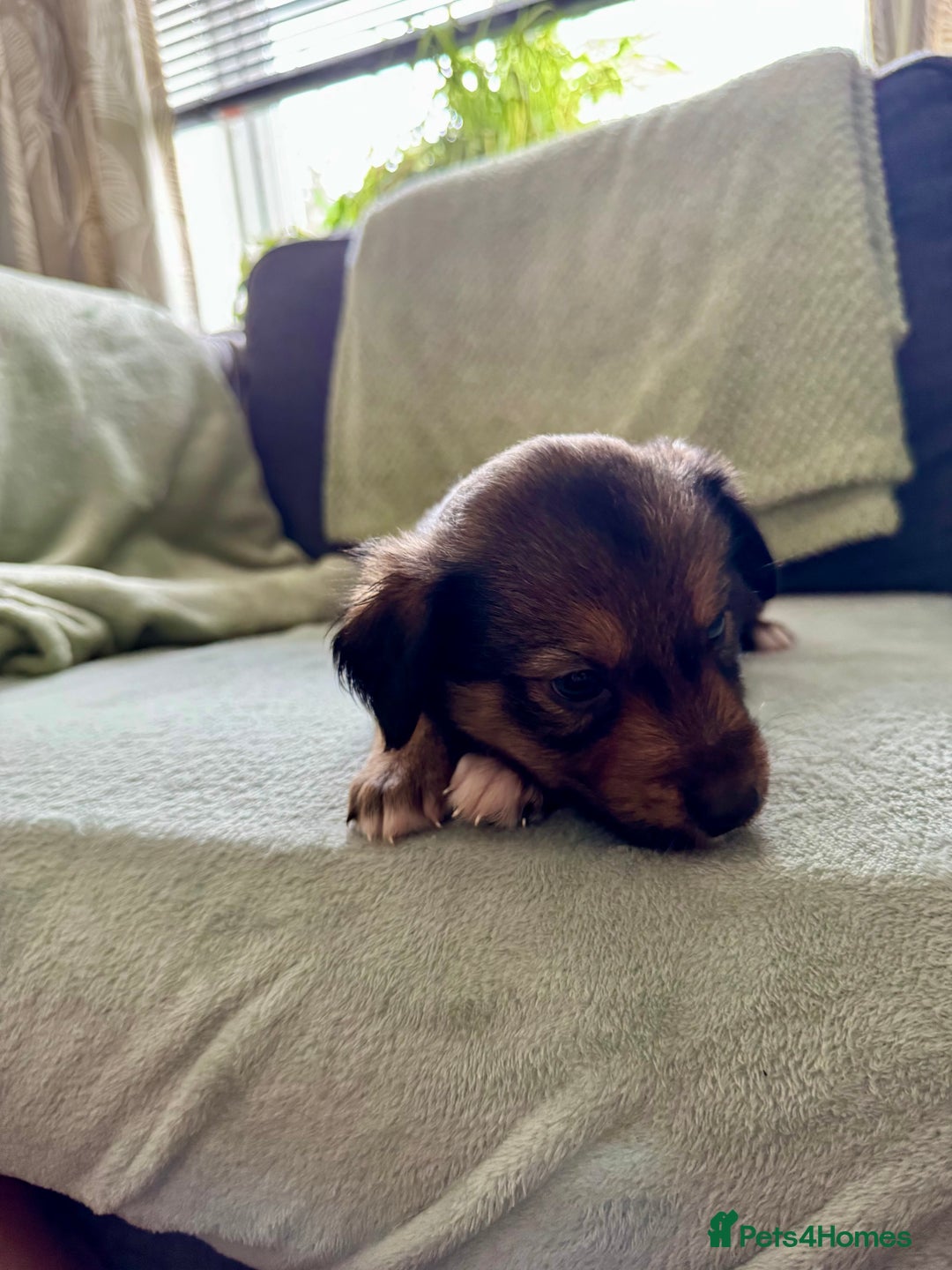 Mixed Breed dogs for sale: Sprollie x husky puppies  - Image 6