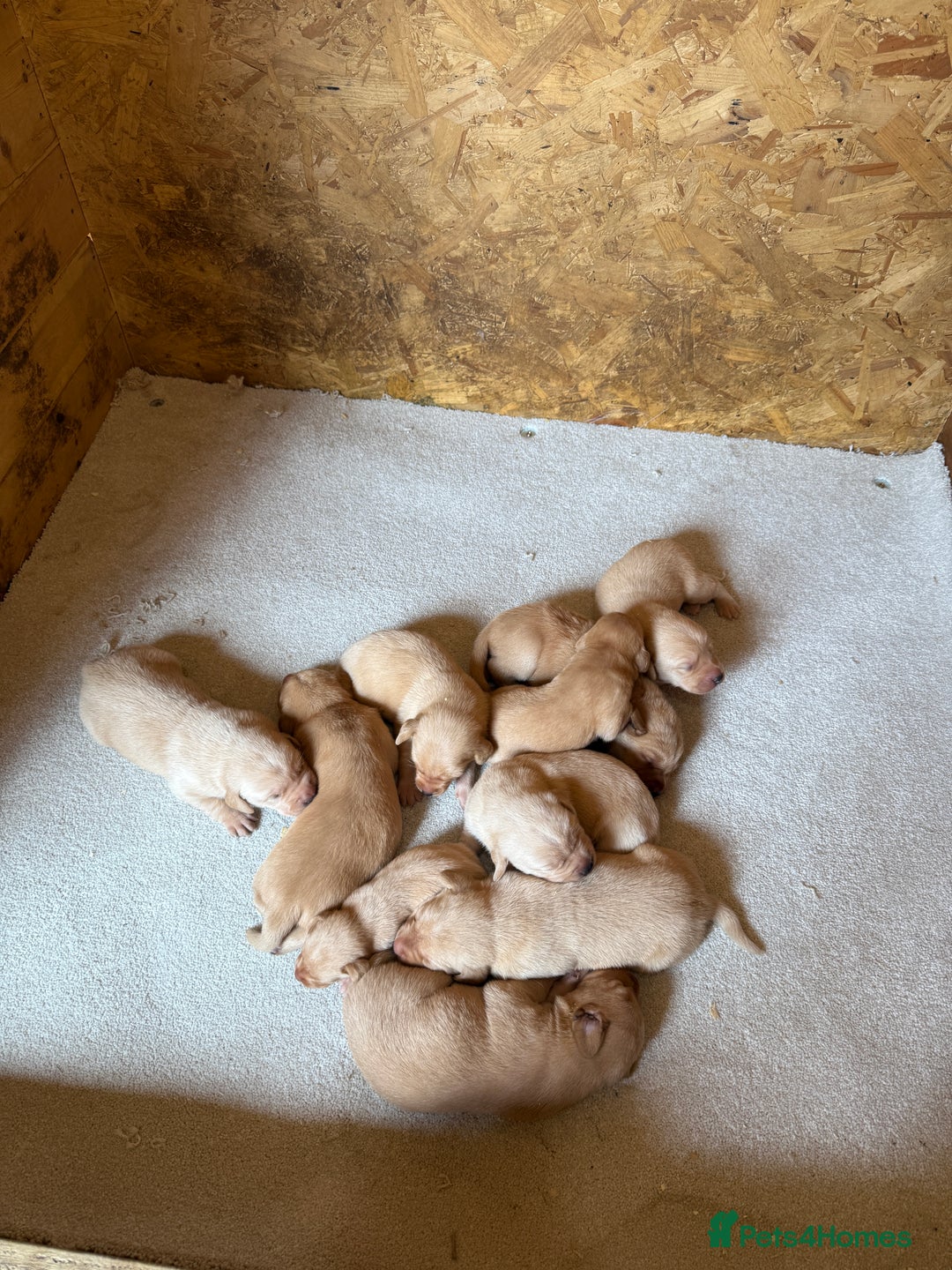 Labrador Retriever dogs for sale: Stunning kc registerd fox Red / Golders labradors  - Image 5