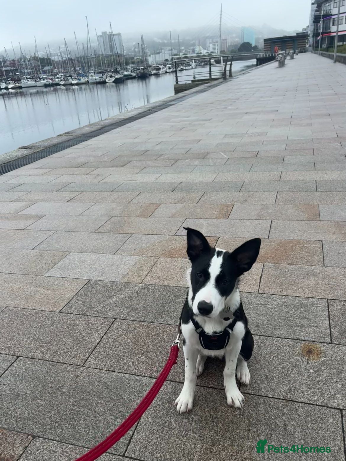 Border Collie dogs 18wk Border Collie pup  - Advert 11