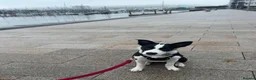 Border Collie dogs for sale: 18wk Border Collie pup  - Advert 1
