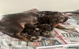 Miniature Dachshund dogs for sale: ADORABLE MINIATURE DACHSHUND PUPPIES  - Image 1